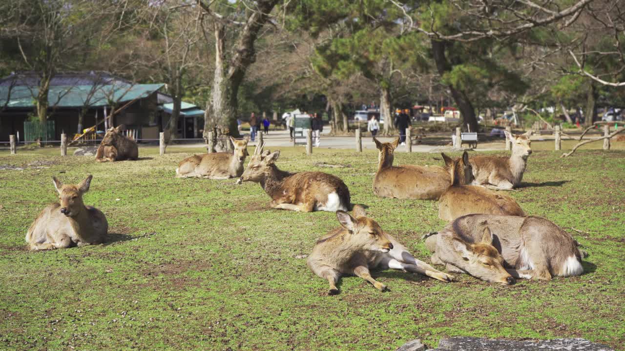 日本奈良的奈良公园里的一群鹿视频下载