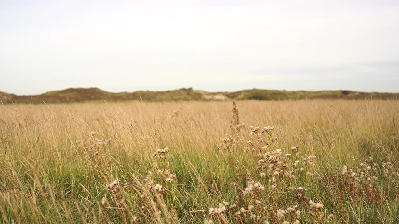 秋天的盐沼景观，背景是沙丘，强风吹过视频下载