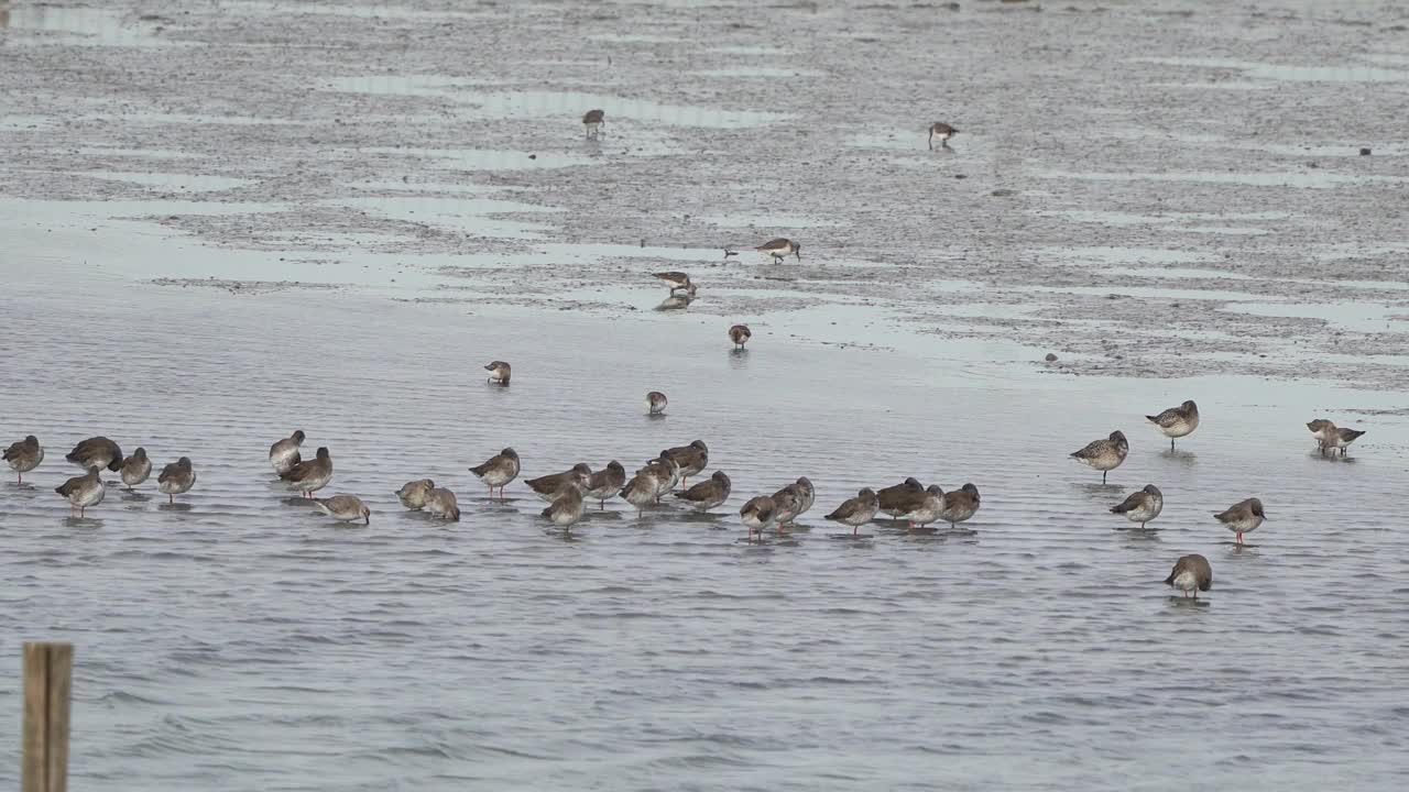 站在泥滩上的几种涉禽(常见的红脚鹬、矮脚鹬和红结鹬)都穿着冬季的羽毛视频素材
