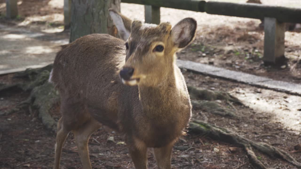 日本奈良的奈良公园里的一只鹿视频下载