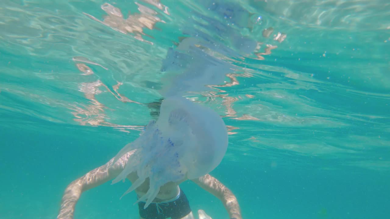 水母(pulmo)。一名戴着潜水面罩、脚蹼的男子在水下触摸并观察水母视频下载