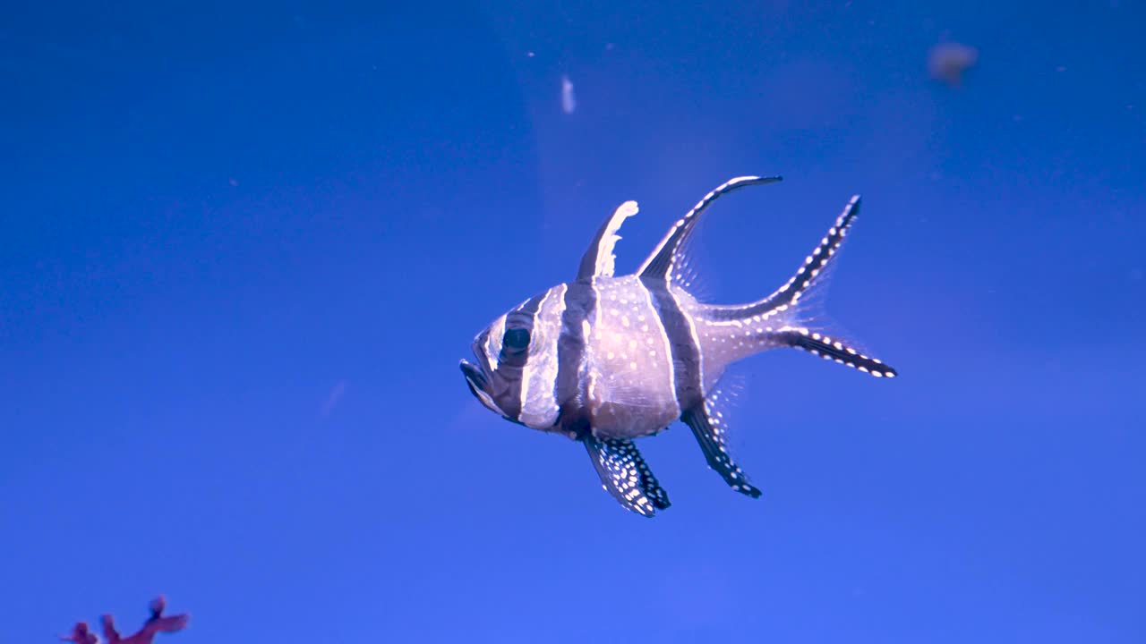 条纹天使鱼有一个有趣的身体结构慢慢地独自游泳在一个水族馆视频下载