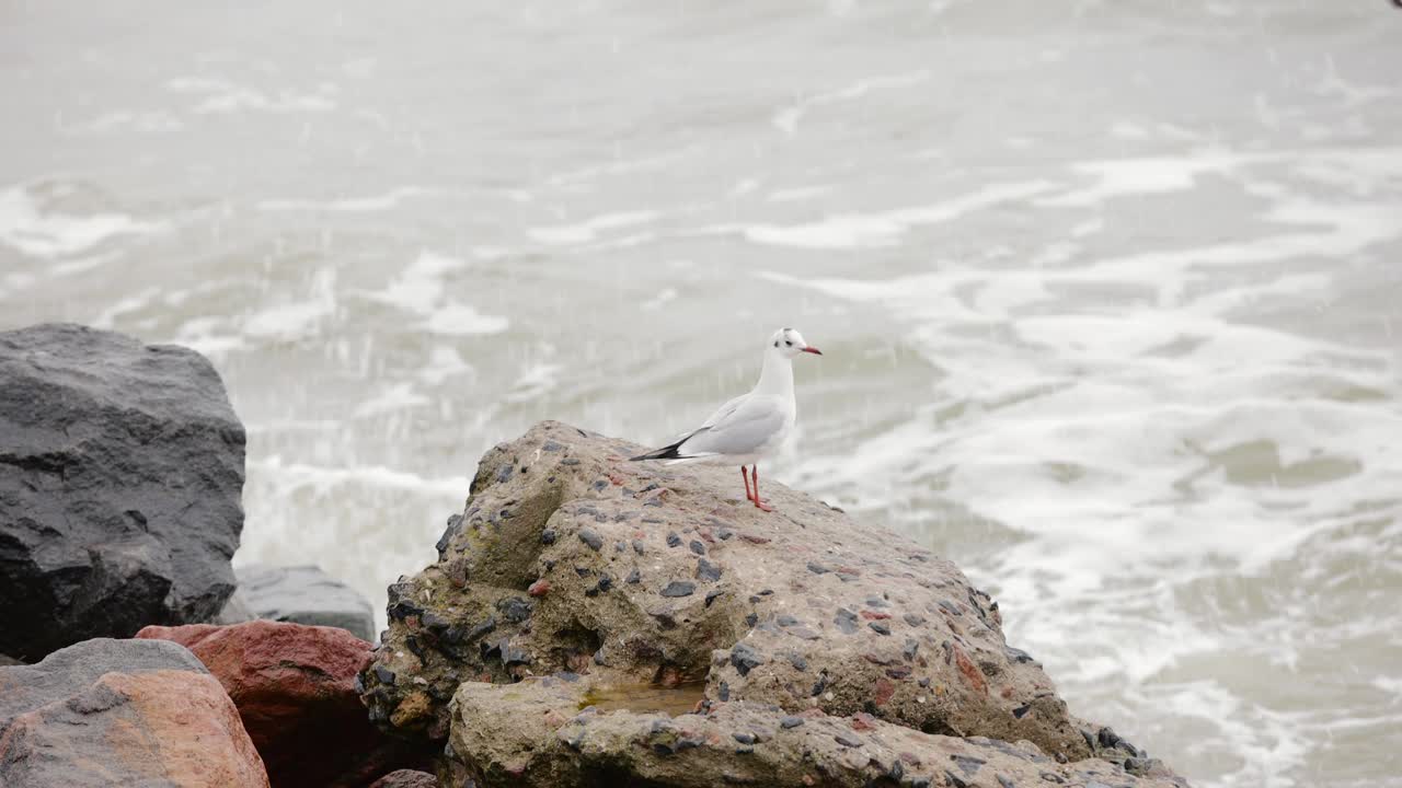 海鸥坐在海边，慢动作视频下载