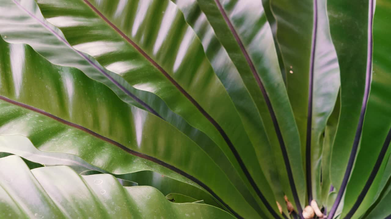 夏季蕨类植物随风移动的特写视频下载