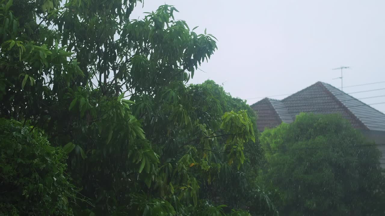 大雨打在树上视频下载
