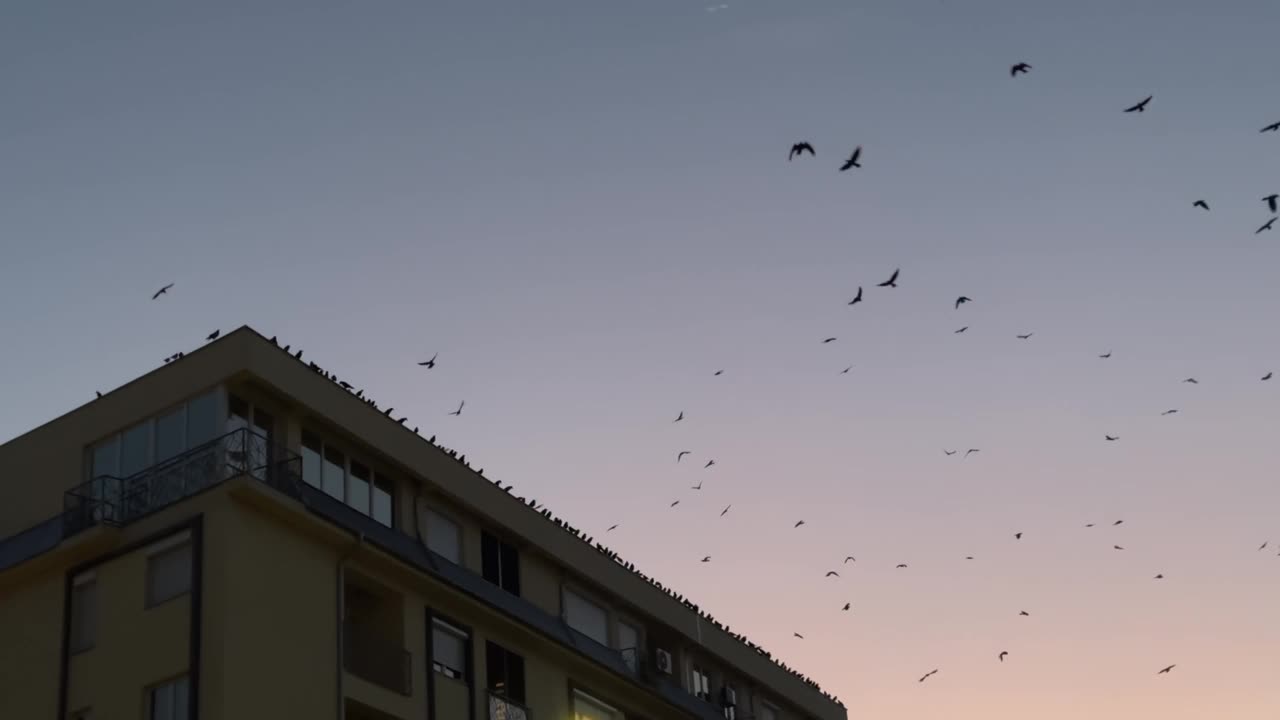 鸟群从城市建筑的屋顶起飞，映衬着橙色充满活力的夕阳天空，慢动作视频素材