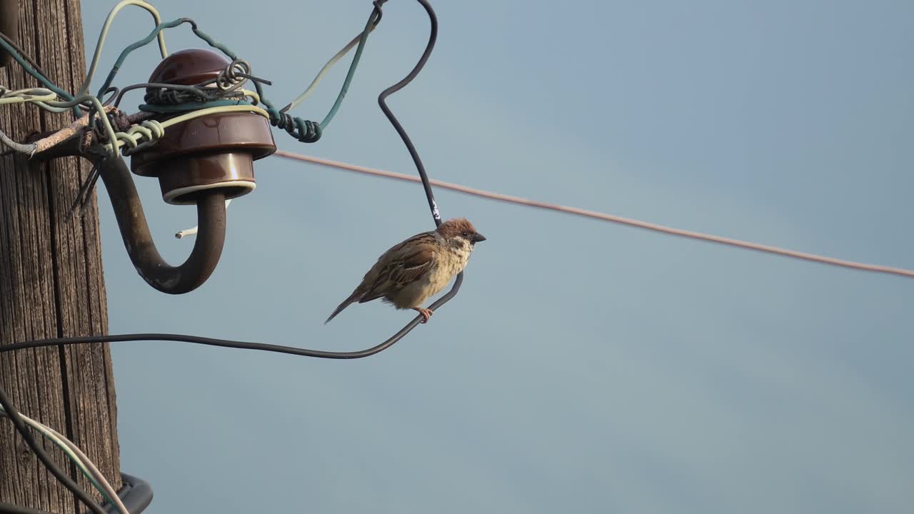 麻雀鸟坐在电线上飞走了视频下载
