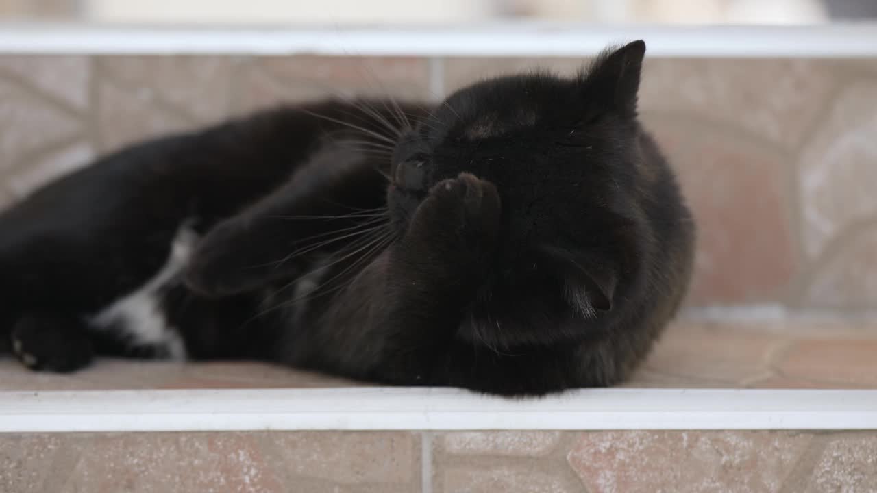 黑猫一边舔爪子，一边清理皮毛，铺设混凝土楼梯，慢动作视频下载
