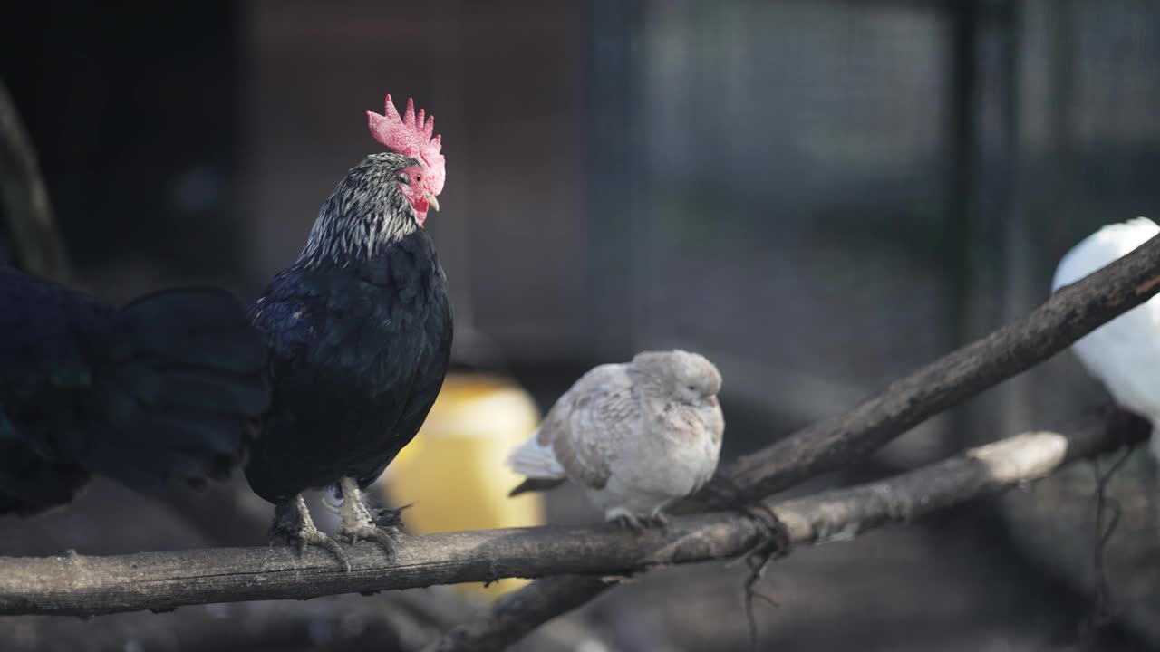 美丽的公鸡站在农场的肖像视频素材