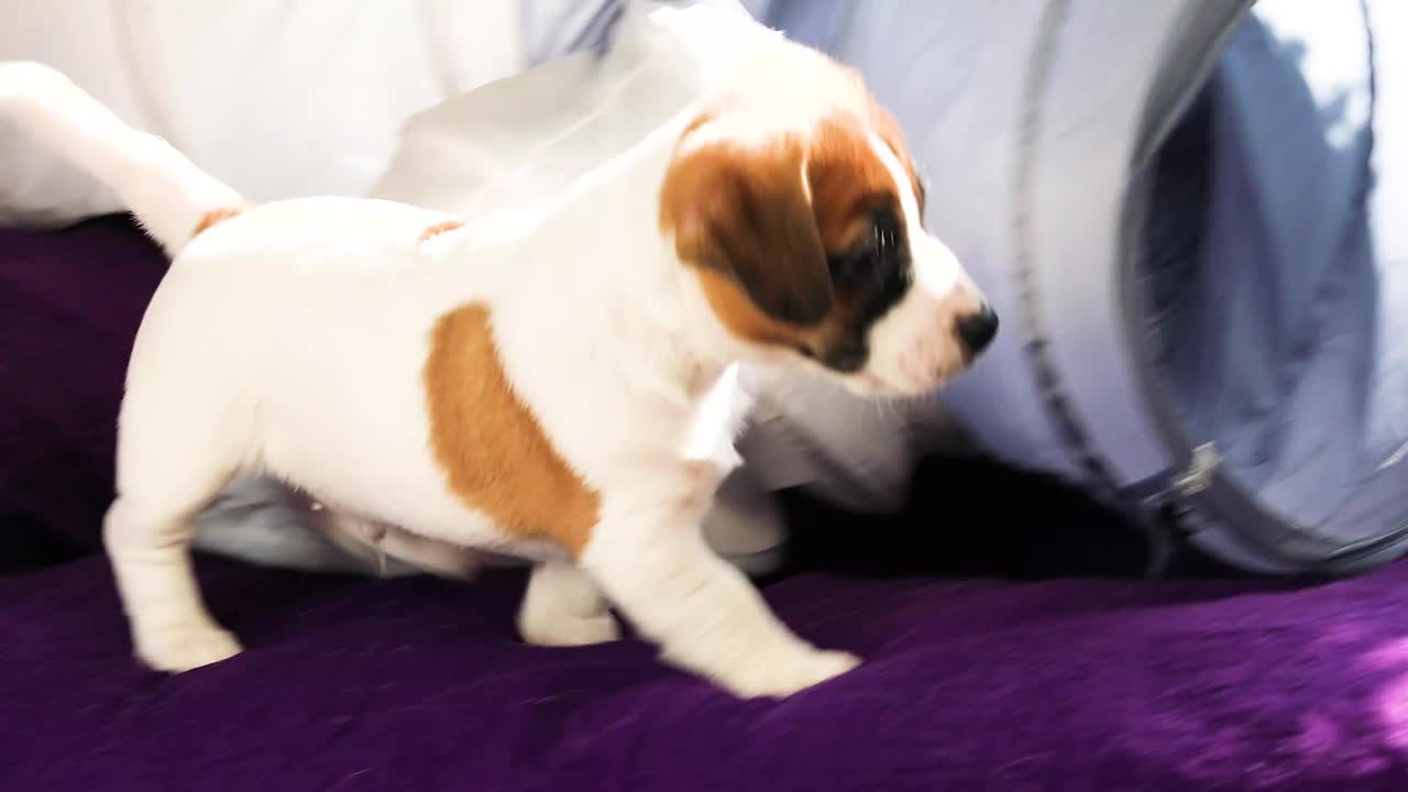 可爱的杰克罗素小狗在玩拉拽。关心和培养。视频下载