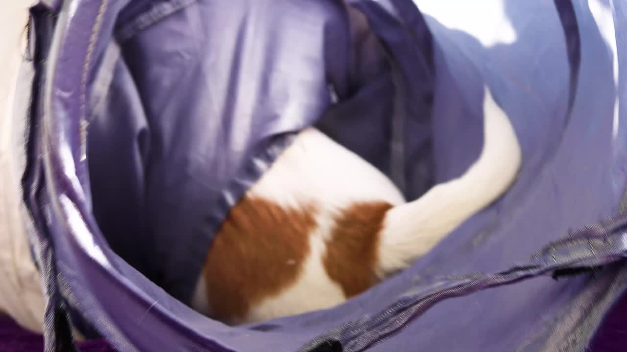 杰克罗素小狗在宠物隧道里玩耍。视频下载