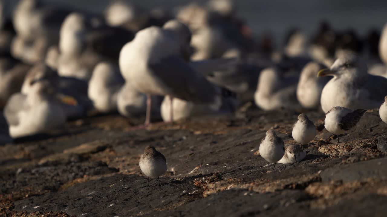一只Dunlin (Calidris alpina)和四只Sanderling在防波堤上休息，背景是一群鲱鱼鸥。视频素材