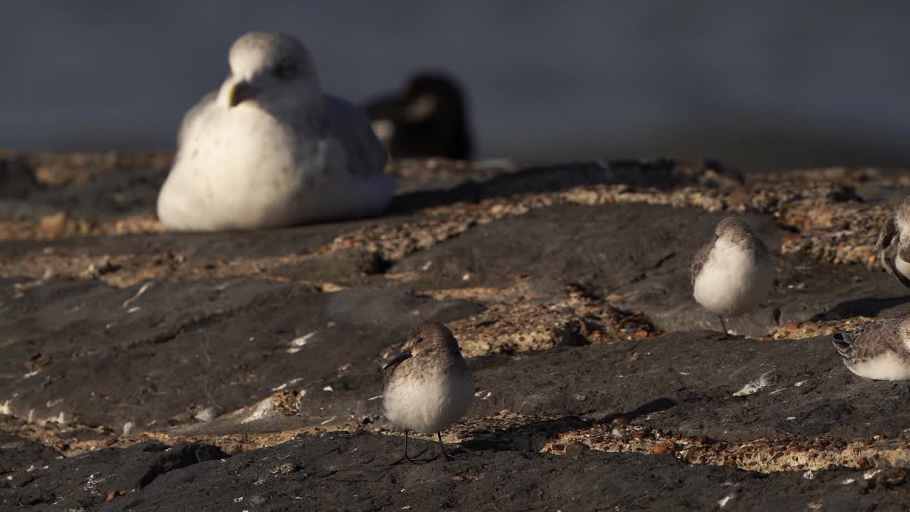 一只在防波堤上休息的鸟，背景是一只银鸥视频素材