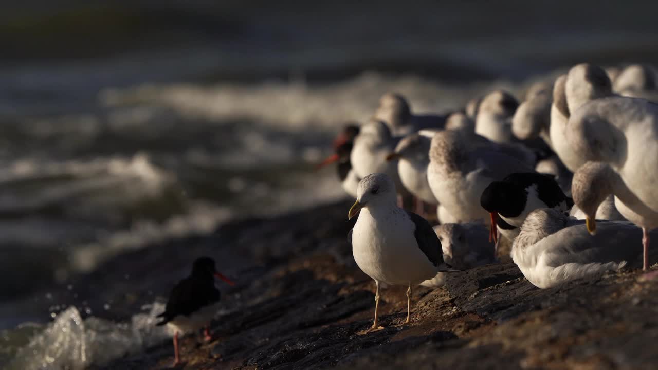 海鸥和捕牡蛎的人在海边的防波堤上休息视频下载