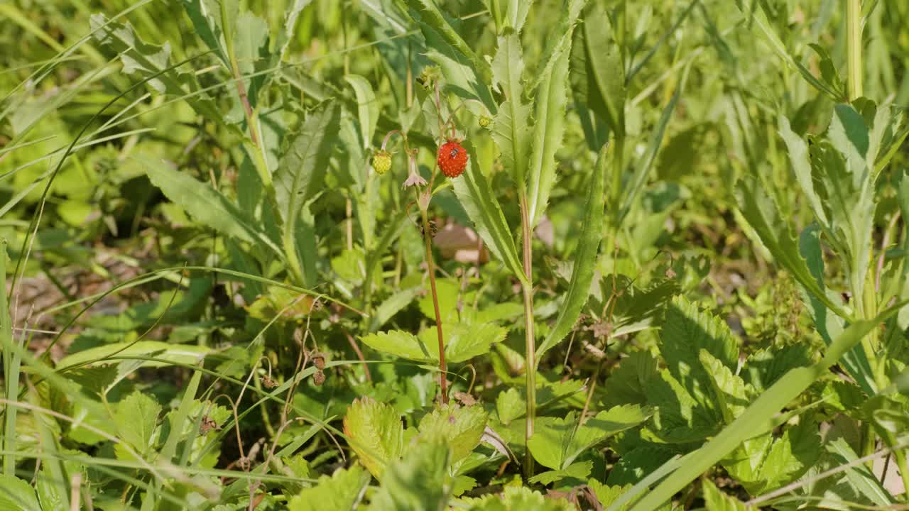 乌拉尔南部，草地上的草莓(Fragaria vesca)。视频素材