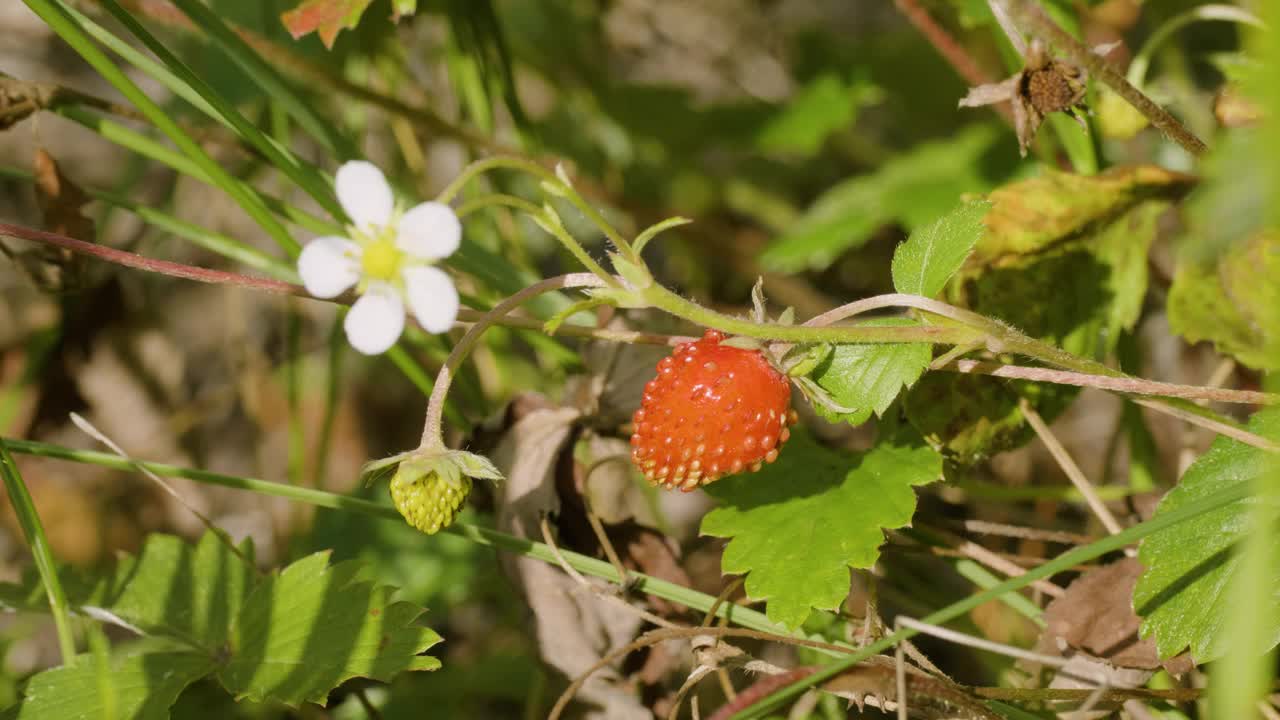 乌拉尔南部，草地上的草莓(Fragaria vesca)。视频素材