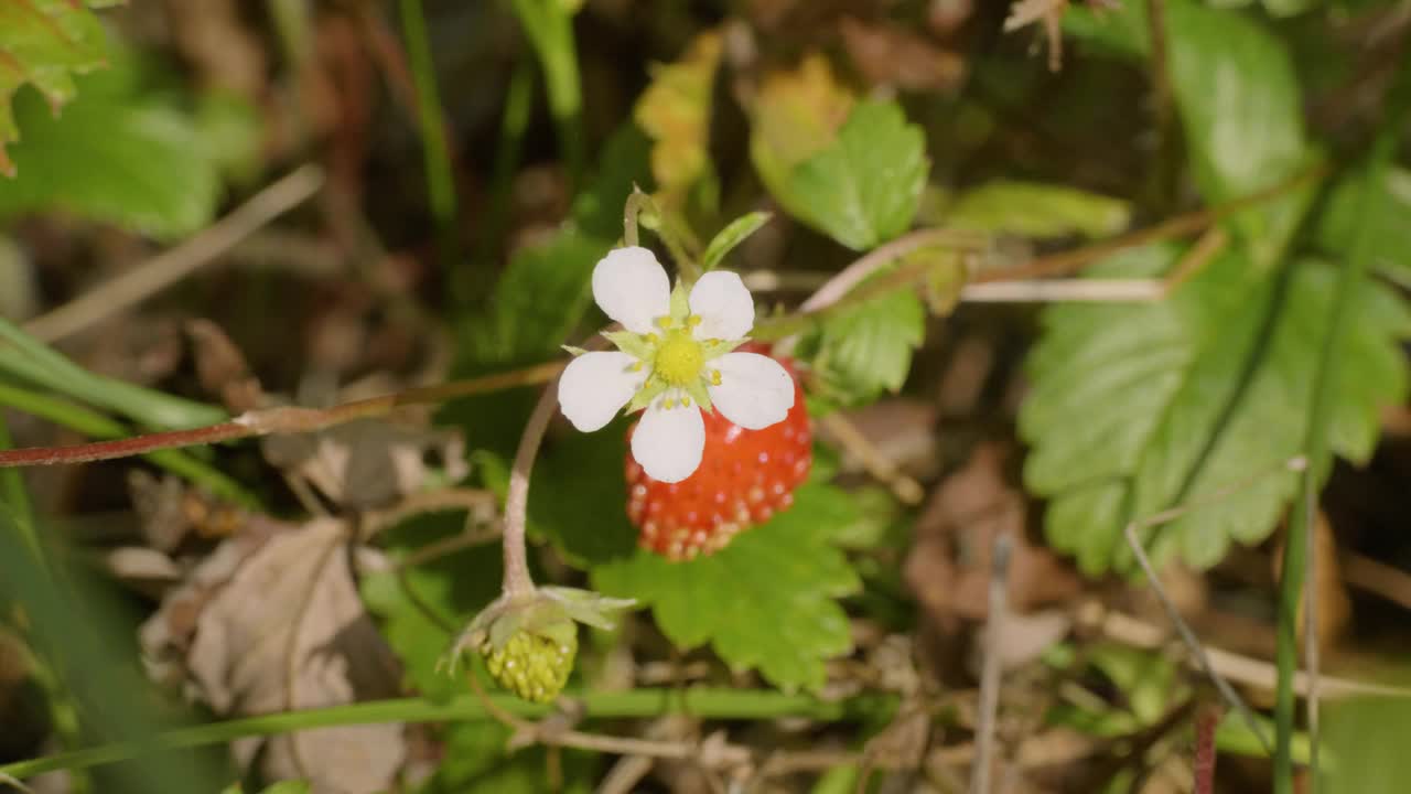 乌拉尔南部，草地上的草莓(Fragaria vesca)。视频下载