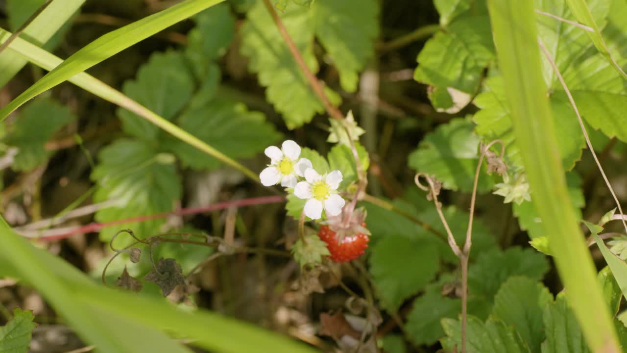 乌拉尔南部，草地上的草莓(Fragaria vesca)。视频下载
