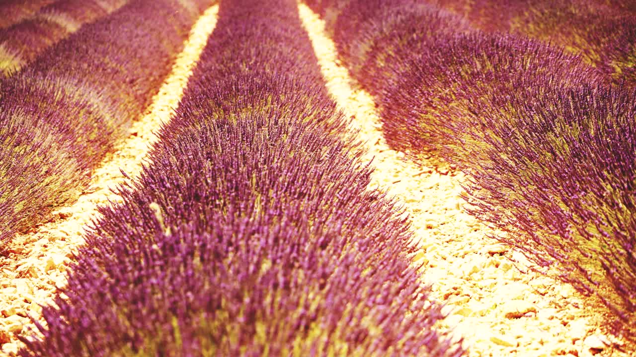 法国普罗旺斯的薰衣草田。视频下载