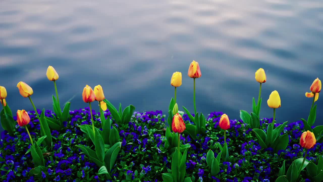 日落时冒泡的郁金香，背景是蓝色的湖泊视频下载