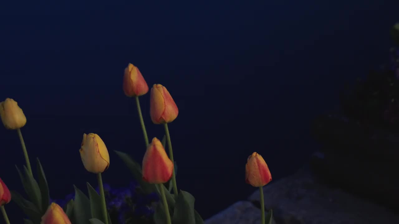 郁金香在夜晚绽放，背景是蓝色的湖泊视频下载