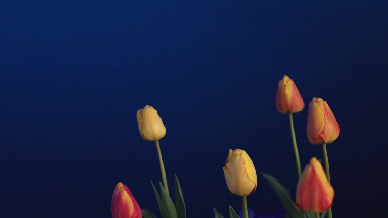 郁金香在夜晚绽放，背景是蓝色的湖泊视频素材