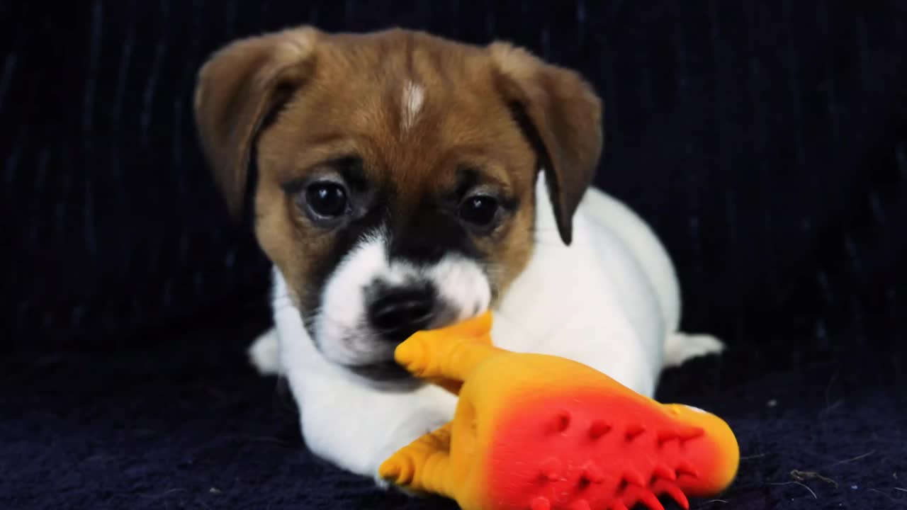 有趣的小杰克罗素梗小狗梦想着一个橡胶玩具视频下载