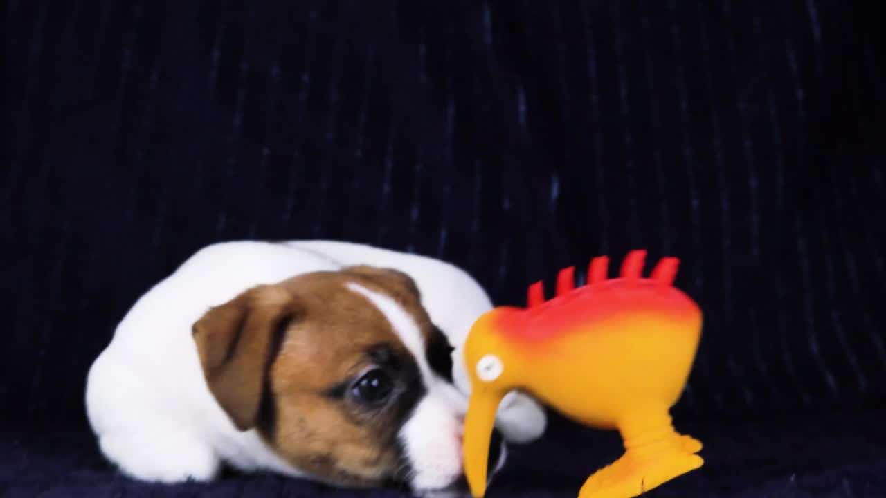 有趣的小杰克罗素梗小狗看着一个橡胶玩具视频下载