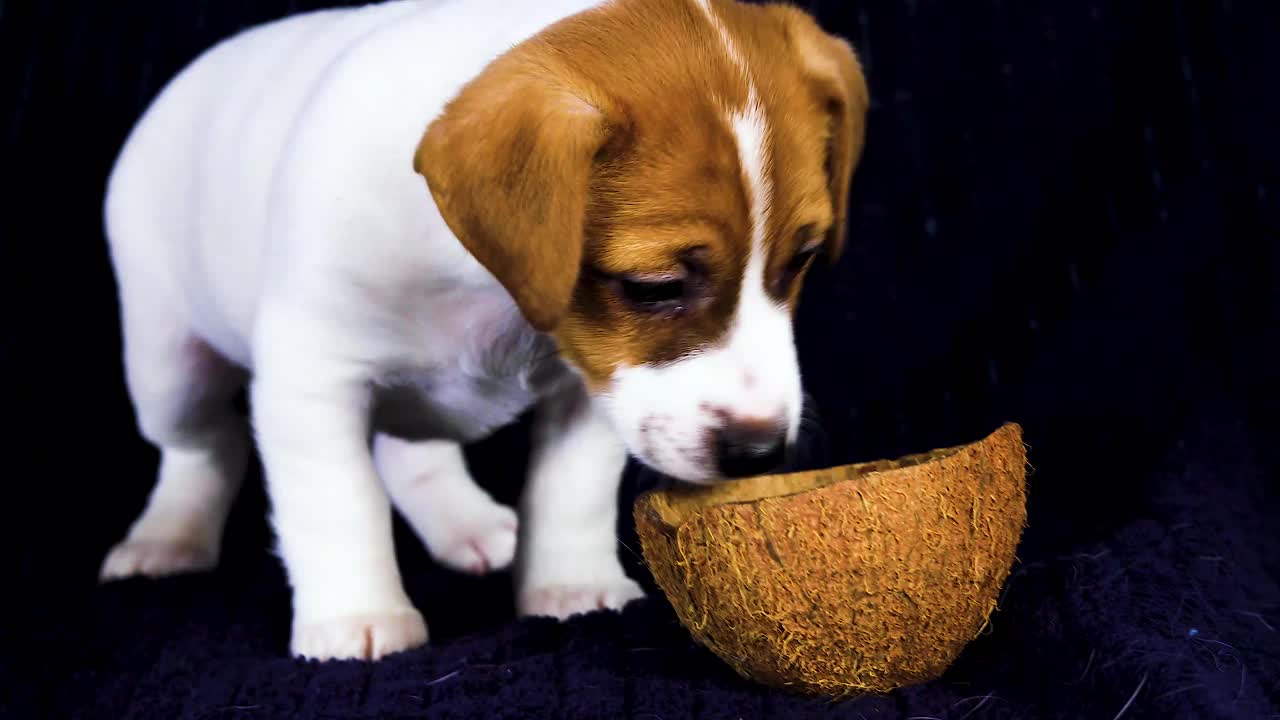小杰克罗素小狗闻着椰子壳。饲养和照顾幼犬视频下载