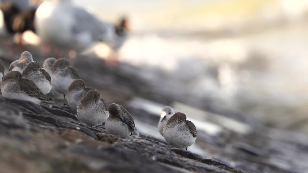 一群dunlins (Calidris alpina)站在海边的防波堤上，背景中出现了一个牡蛎捕手视频素材