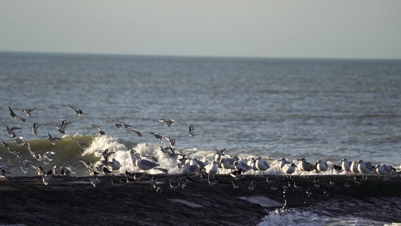 一群沙鳗(Calidris alba)在海边的防波堤上上岸——动作缓慢视频下载