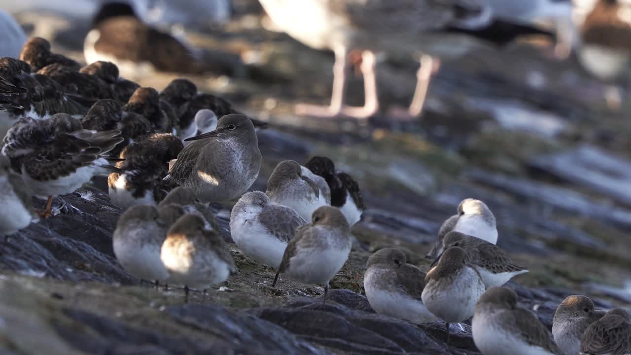 几个种类的涉水者站在防波堤附近的海常见的红腿dunlin sanderling和红色的turnstone视频下载