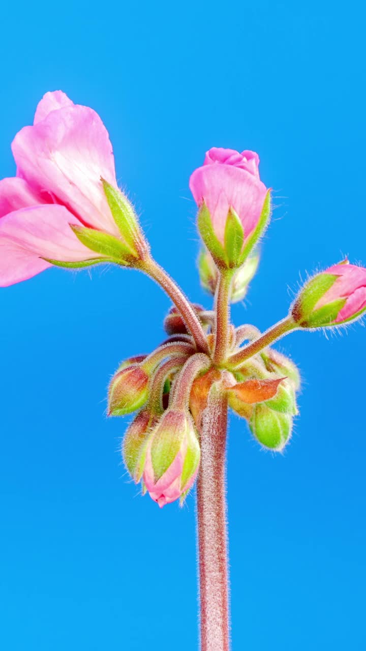 粉红色天竺葵花盛开的时间推移在浅蓝色的背景。美丽的霓虹天竺葵花在垂直视频视频下载