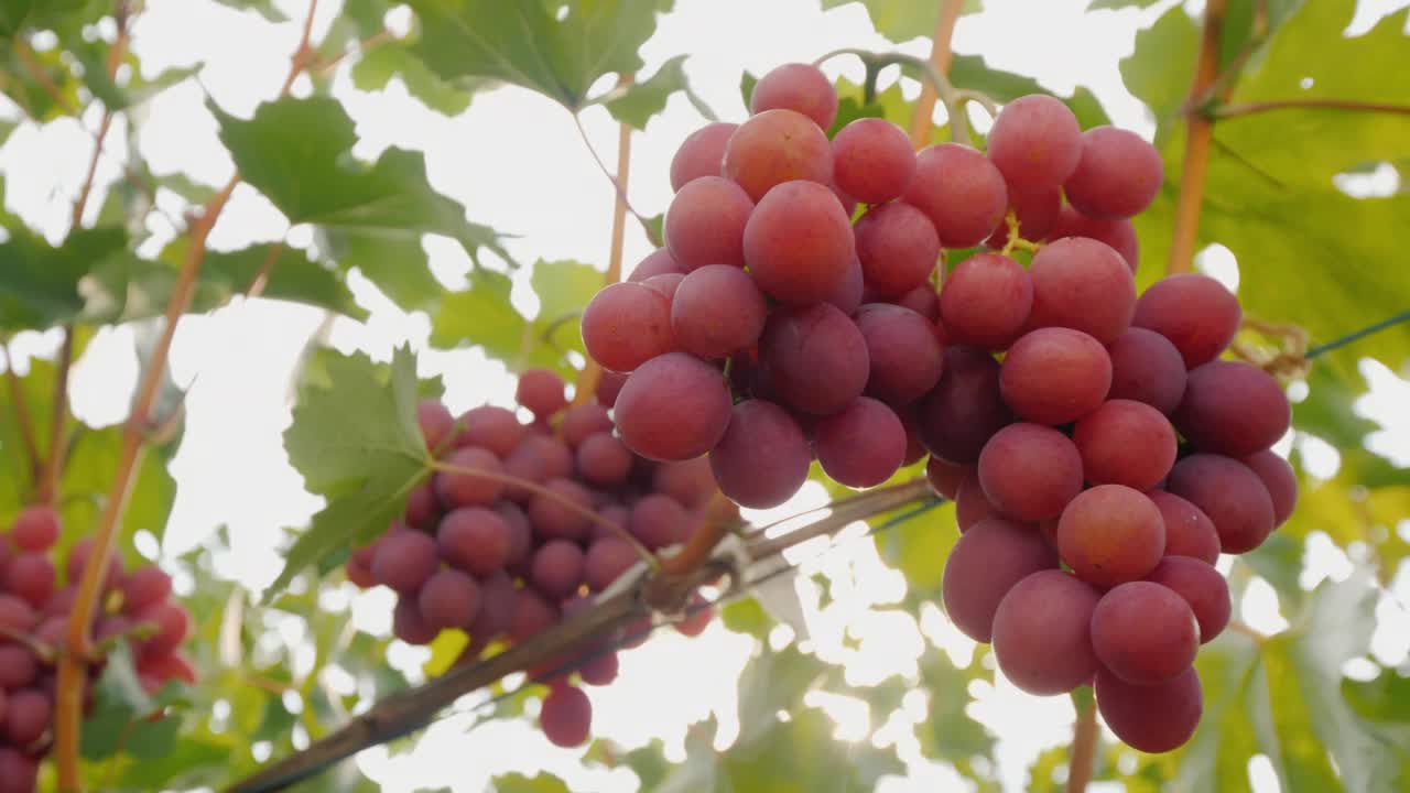 葡萄在藤上成熟了。葡萄园的收成很好视频下载