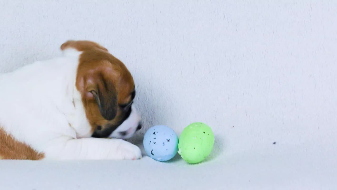 聪明，漂亮的小杰克罗素小狗玩五彩缤纷的复活节彩蛋。复活节。饲养和照顾幼犬视频下载