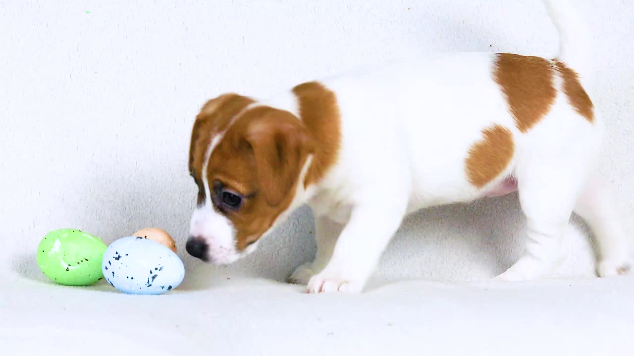 可爱美丽的小杰克罗素小狗玩五颜六色的复活节彩蛋。复活节。饲养和照顾幼犬视频下载