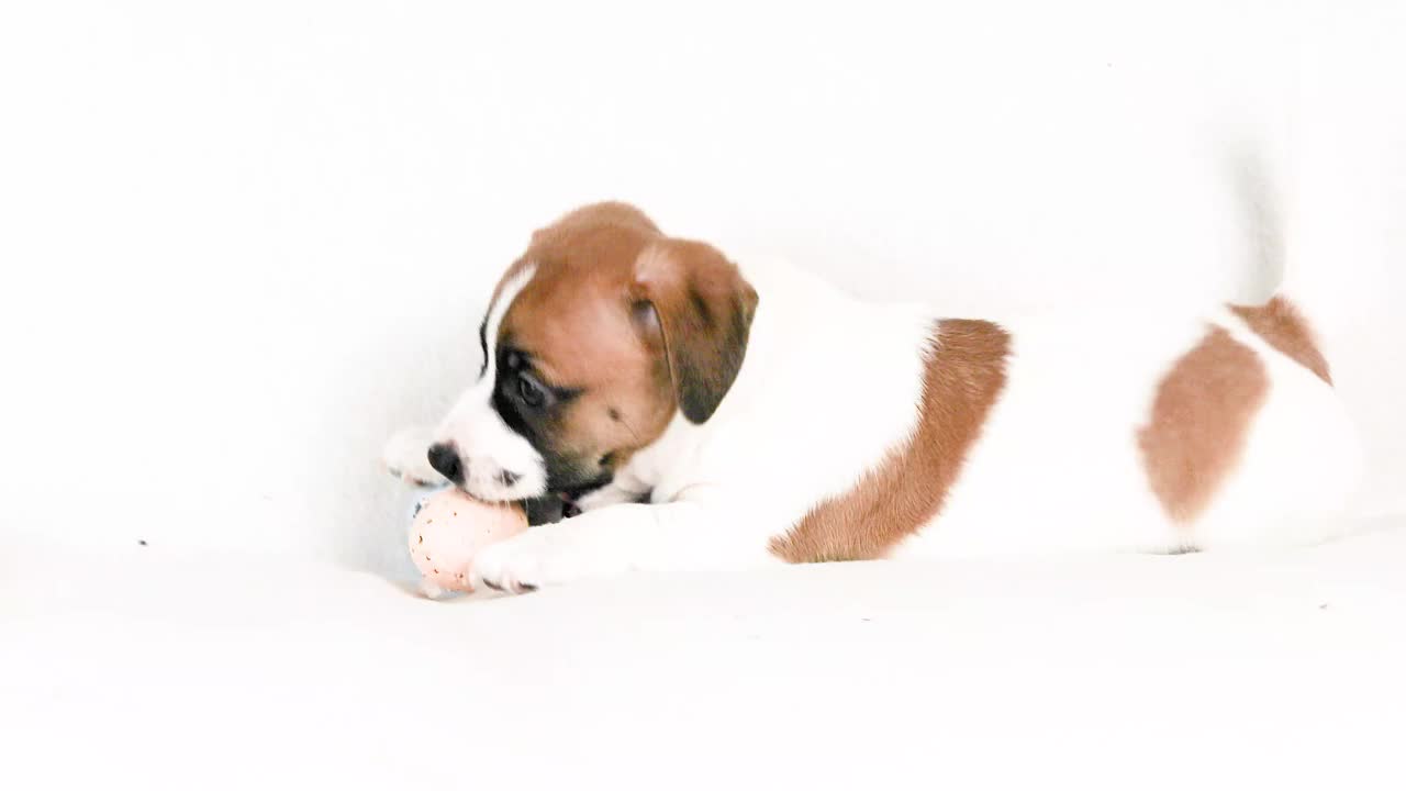 有趣美丽的小杰克罗素小狗玩彩色的复活节彩蛋。复活节。饲养和照顾幼犬。视频下载