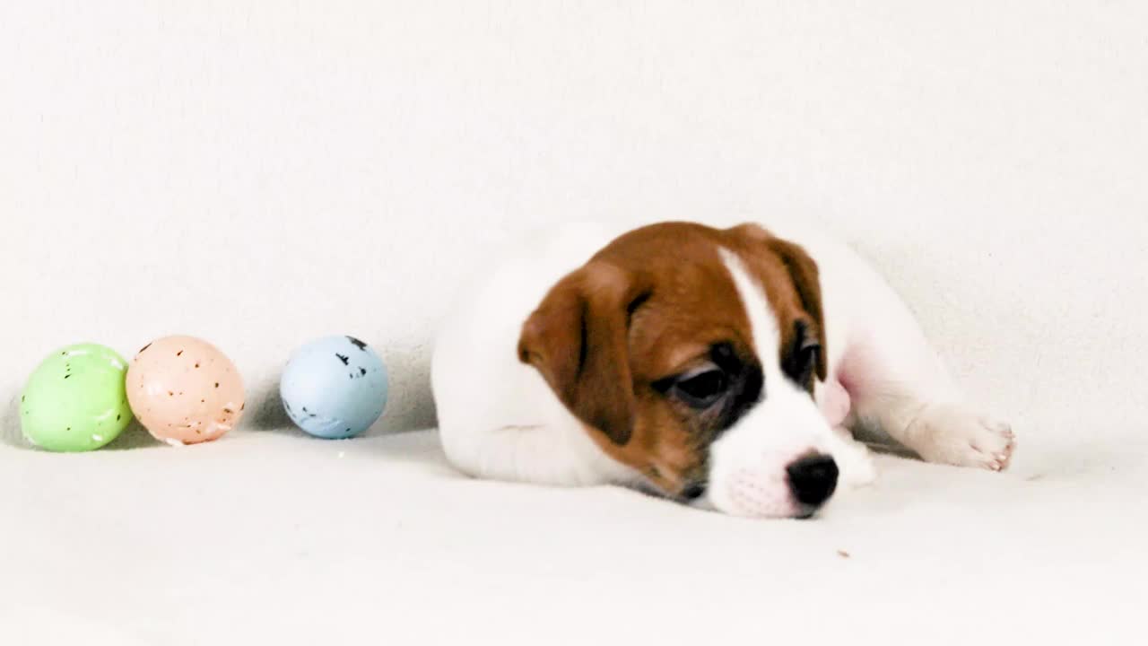 杰克罗素小狗玩五彩缤纷的复活节彩蛋。复活节。饲养和照顾幼犬视频下载