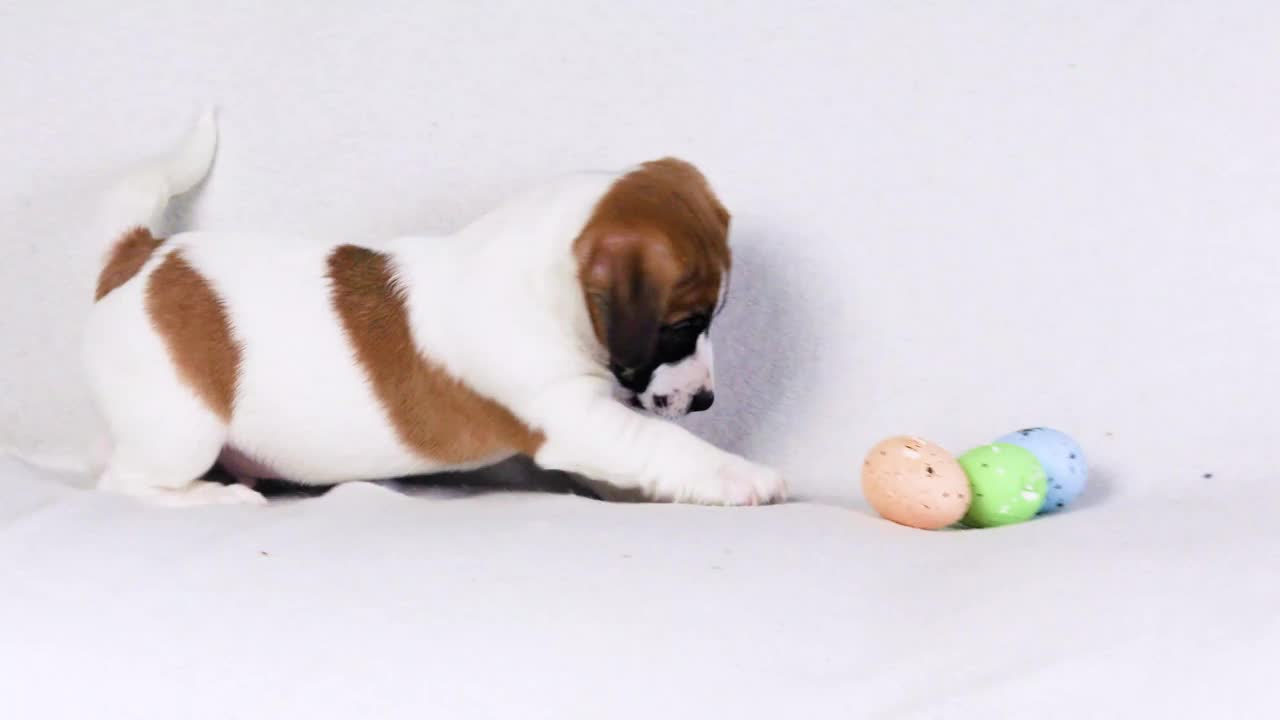 小杰克罗素小狗玩五彩缤纷的复活节彩蛋。复活节。饲养和照顾幼犬。视频下载