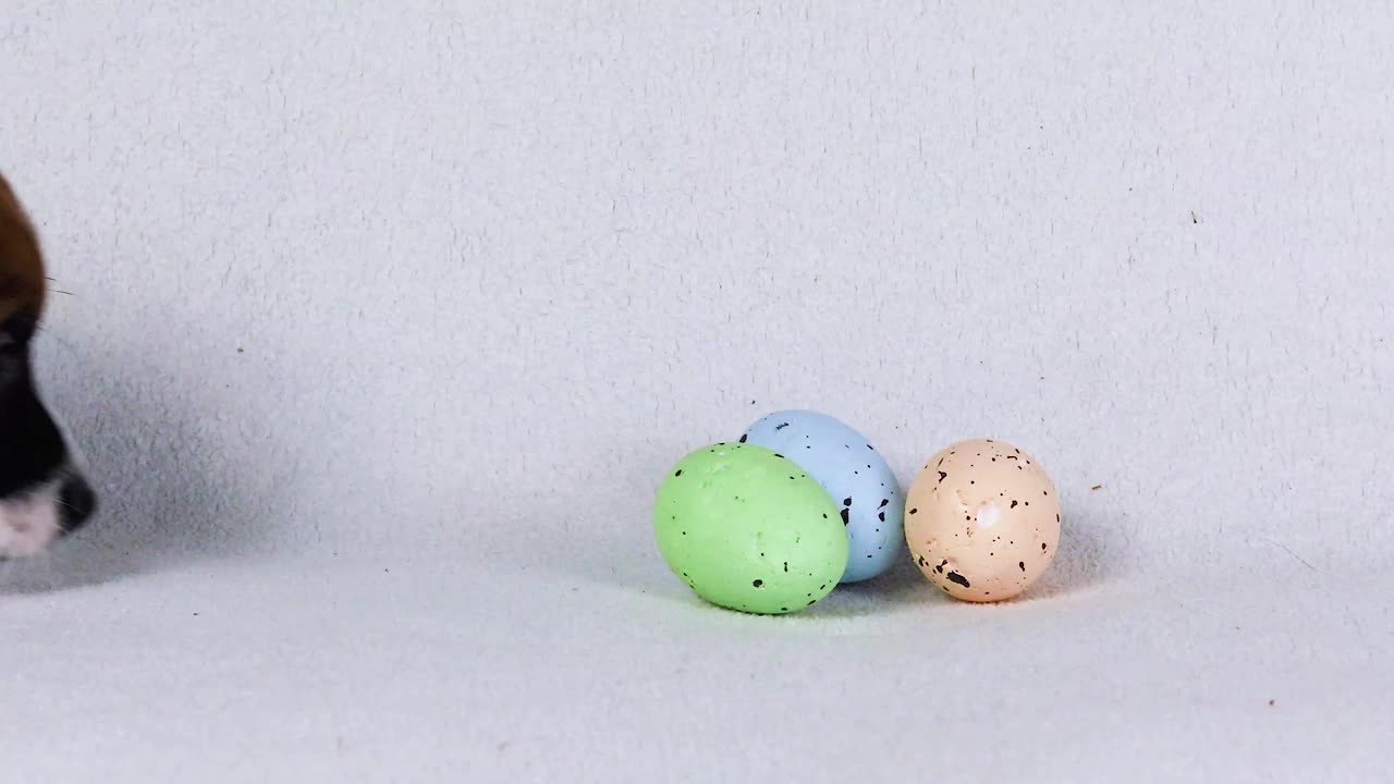 聪明的杰克罗素小狗玩五彩缤纷的复活节彩蛋。复活节。饲养和照顾幼犬。视频下载