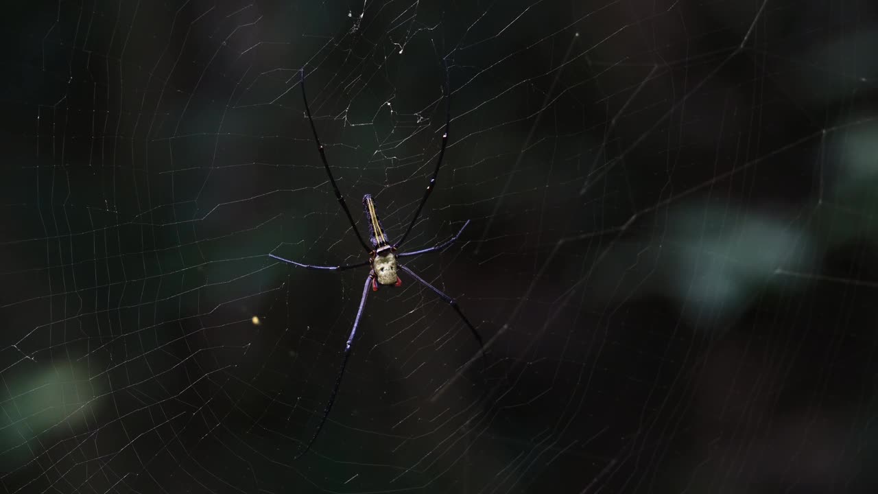 镜头拉近，这只蜘蛛正在等待它的猎物，巨型金球织女Nephila pilipes，泰国视频下载