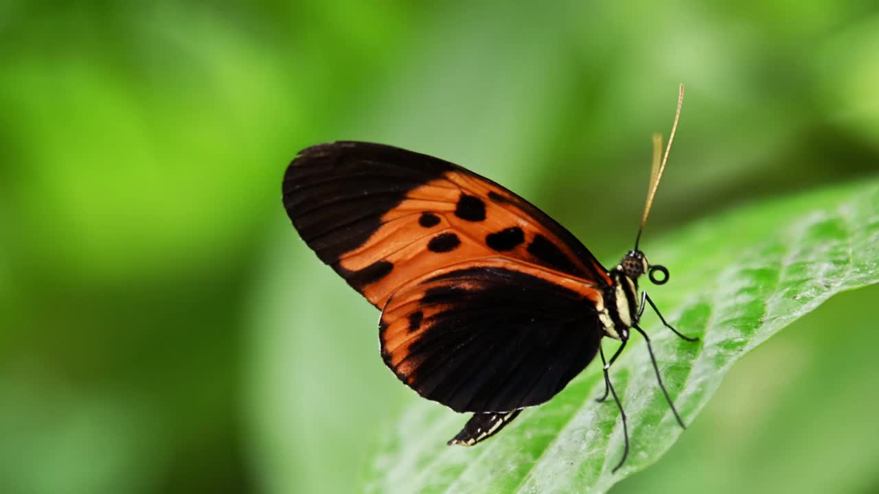 蝴蝶在其热带栖息地的行动视频视频下载