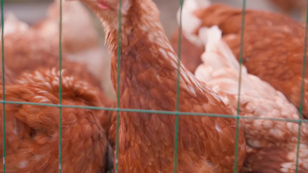 许多小鸡站在栅栏旁等待，近距离观察视频素材
