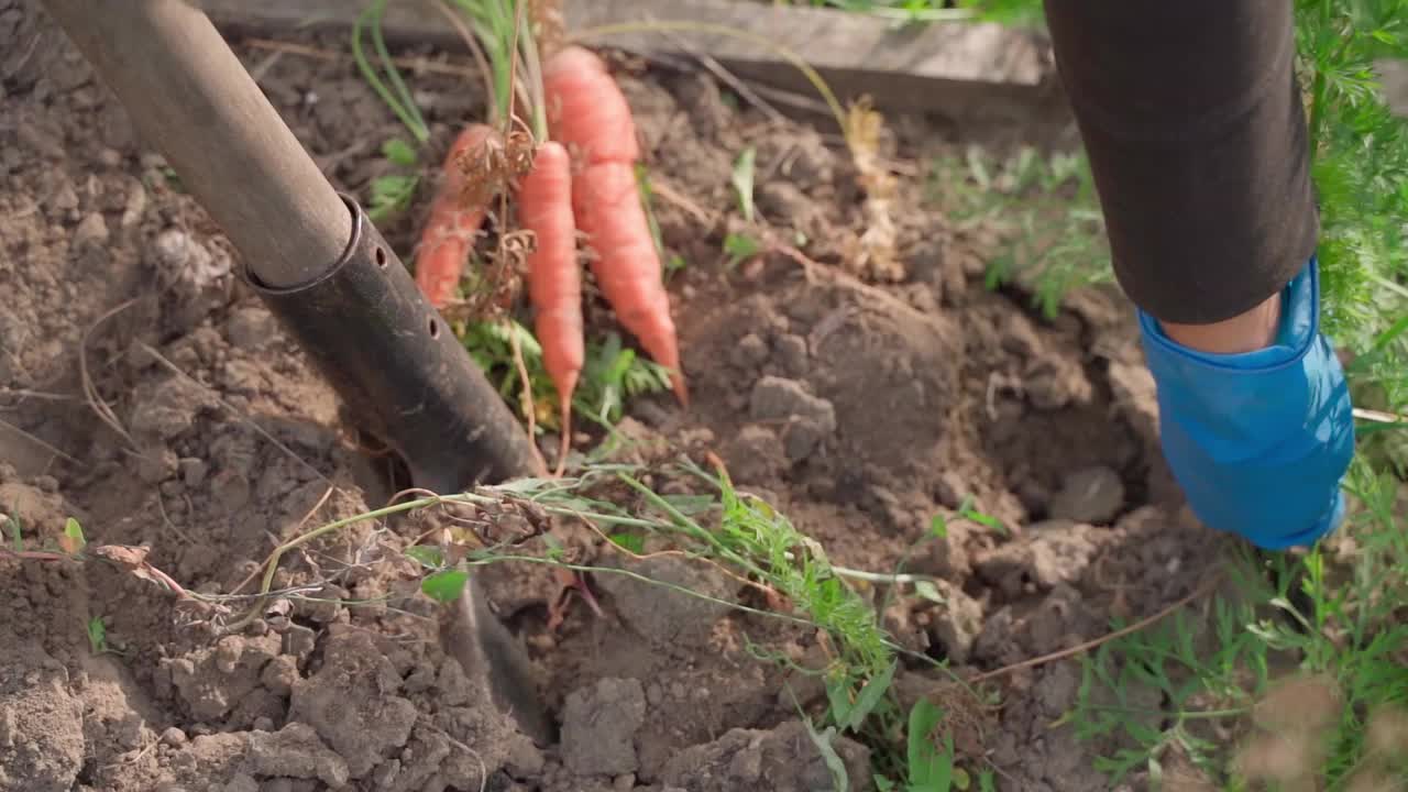 一个戴着橡胶手套的女人用慢镜头从菜园的土壤里拔出橙色的胡萝卜视频下载