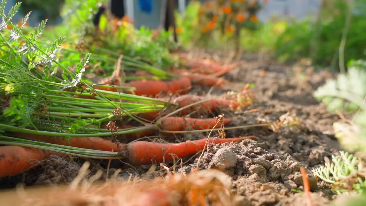 胡萝卜收获在蔬菜园床上的特写视频素材