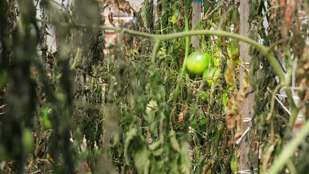 由于夜间霜冻和寒潮，番茄收成下降。气候变化对农业和农业的影响。未成熟的绿番茄和枯萎的叶子视频下载