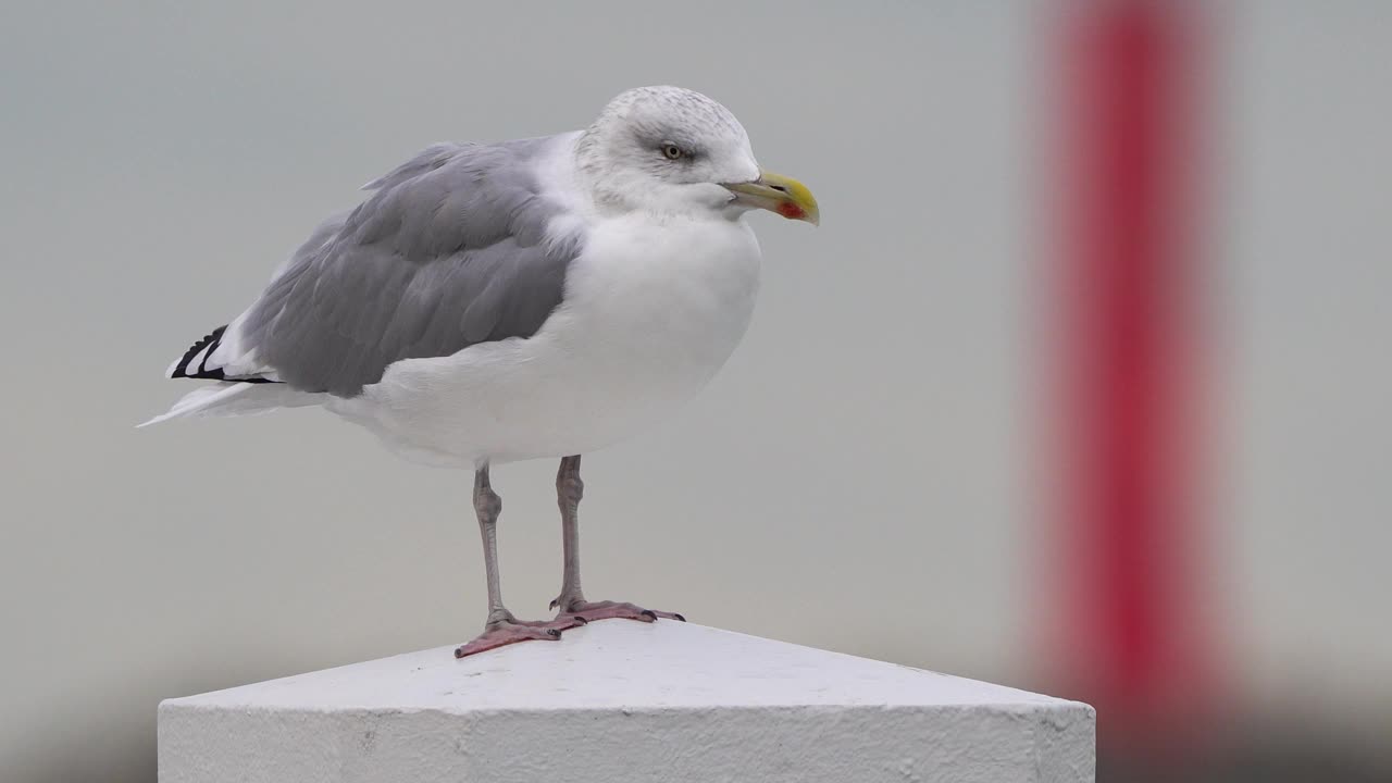一只成年欧洲银鸥(银鸥)站在港口的一根杆子上视频素材