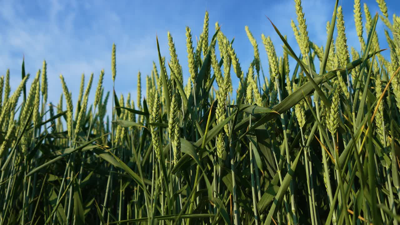 小麦在农田中的生长近景。在蓝天白云下种地视频下载