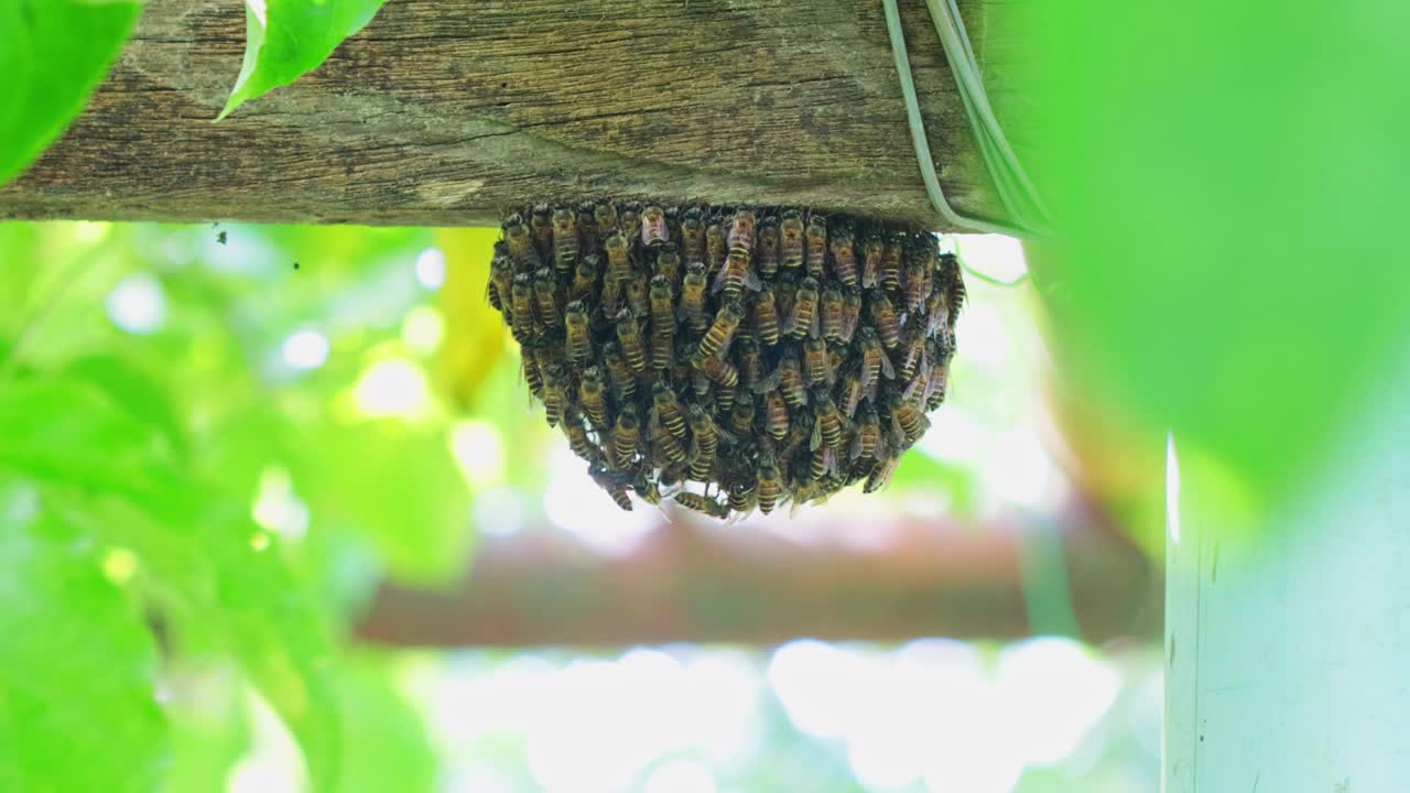 蜂巢上的蜜蜂视频下载