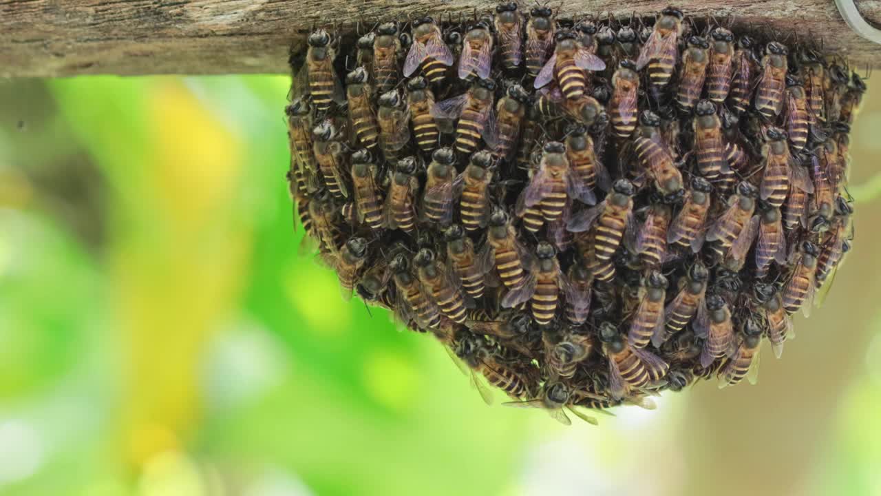 蜂巢上的蜜蜂视频下载